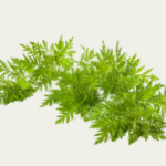 Artemisia Annua