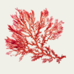 algues rouges
